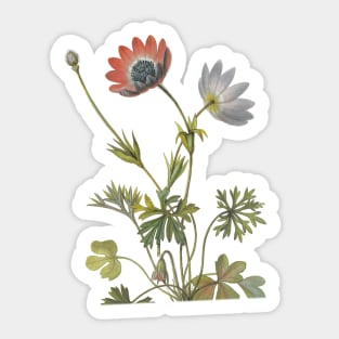 Vintage botanical flower Sticker